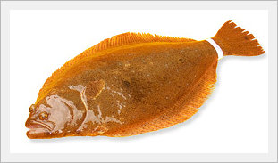 Halibut(Flatfish) Cultured in Jeju